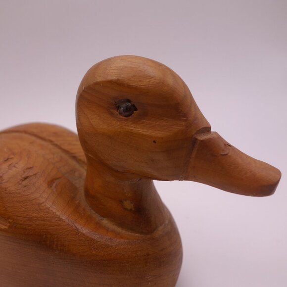 Wood Duck - Picture 5 of 16